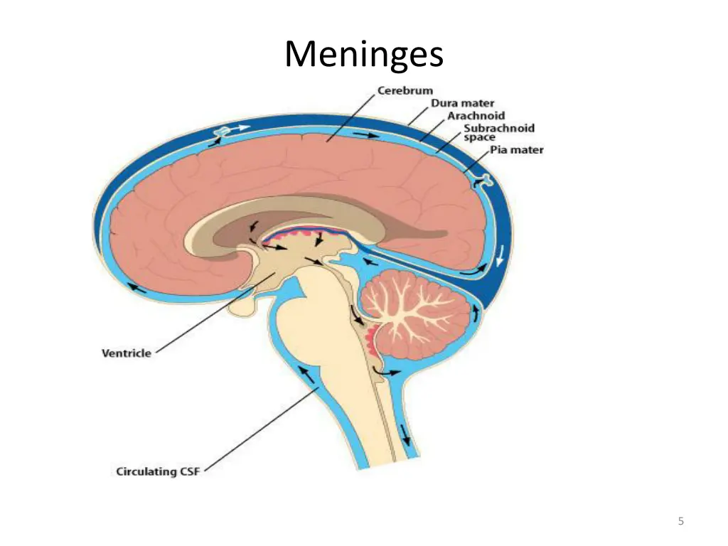 meninges