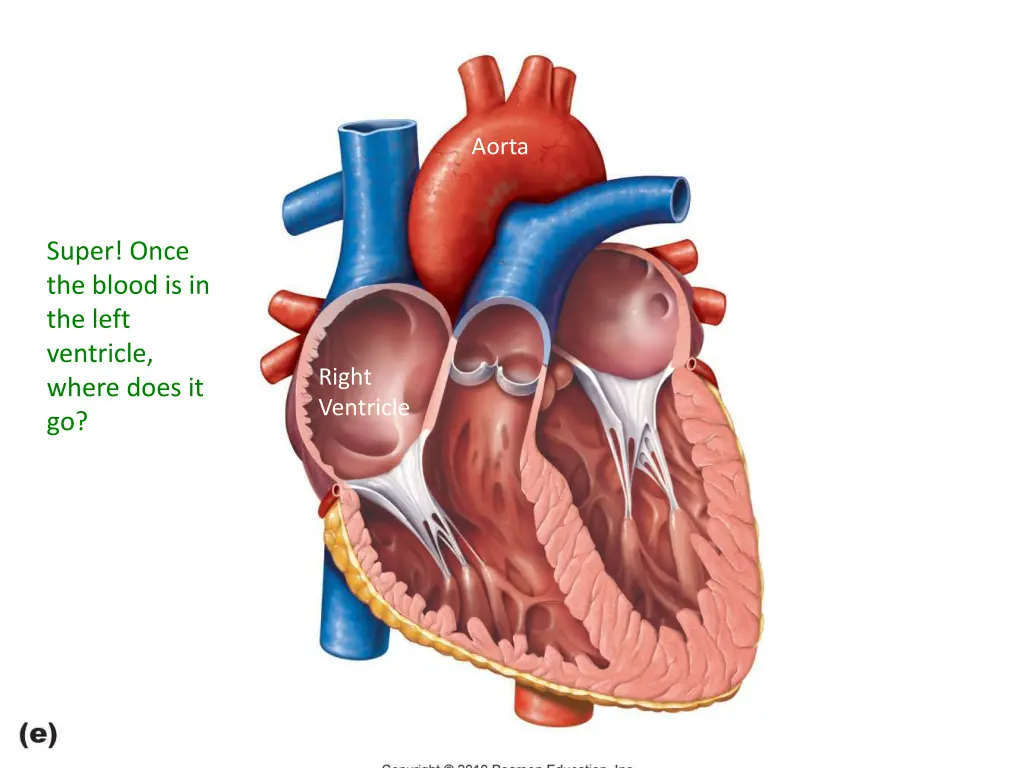 aorta