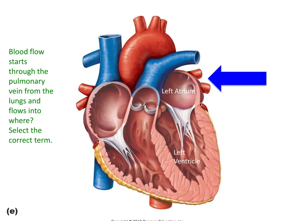 blood flow starts through the pulmonary vein from