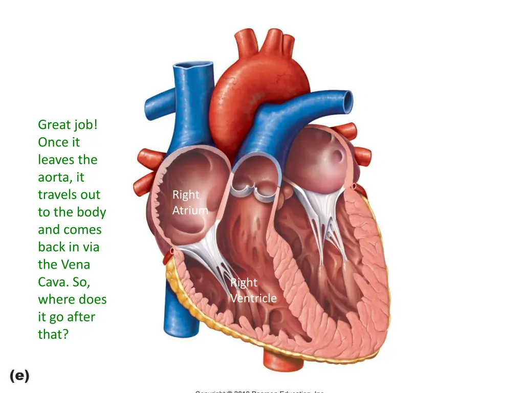 great job once it leaves the aorta it travels