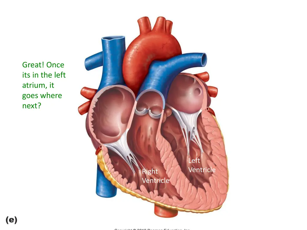 great once its in the left atrium it goes where