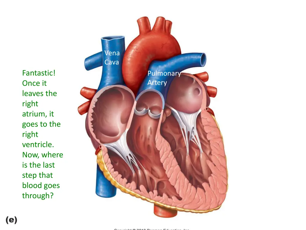 vena cava 1