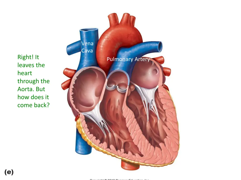 vena cava