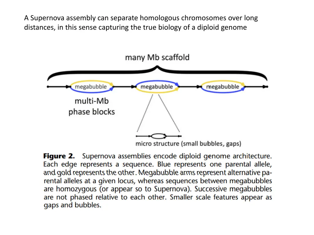a supernova assembly can separate homologous