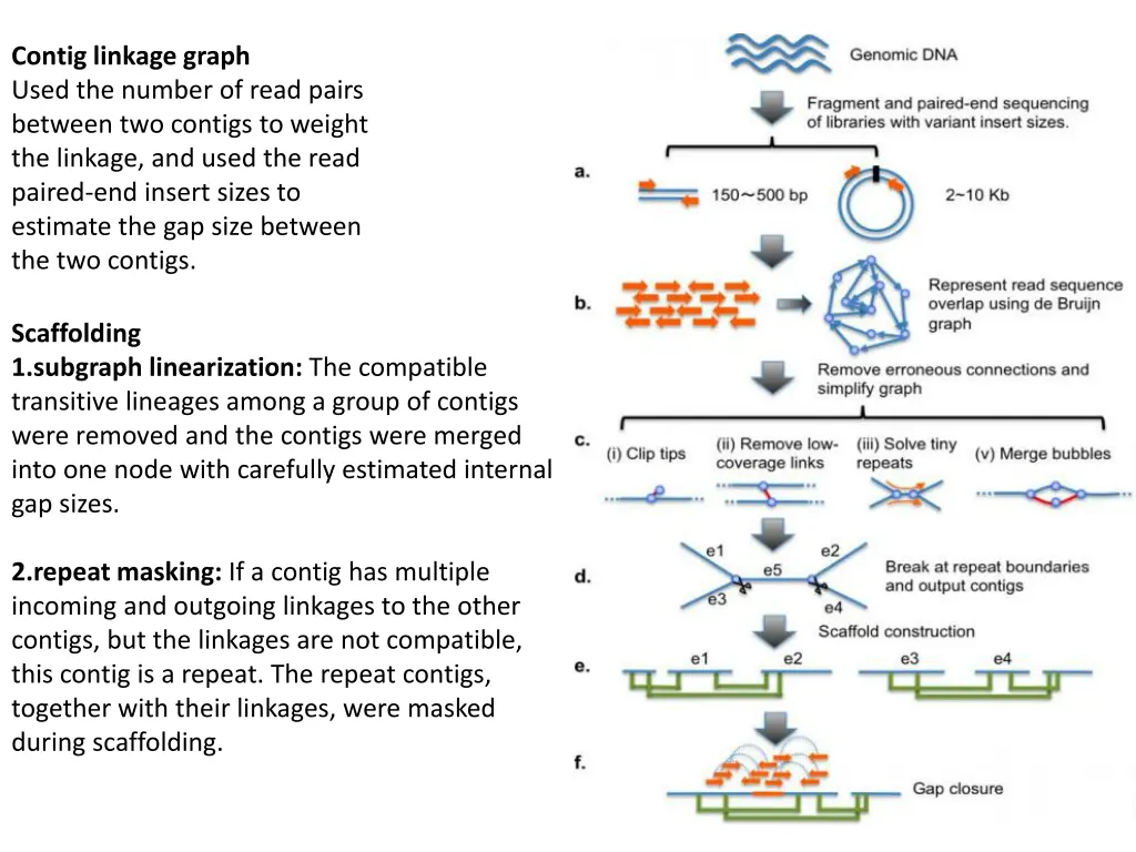 contig linkage graph used the number of read