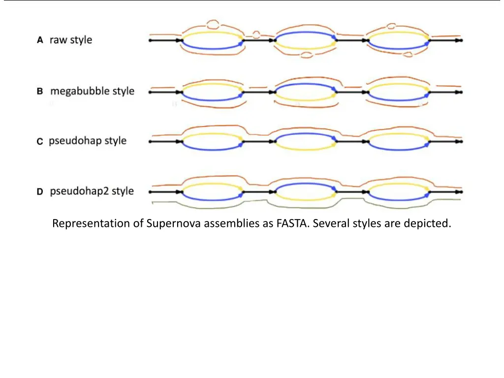 representation of supernova assemblies as fasta