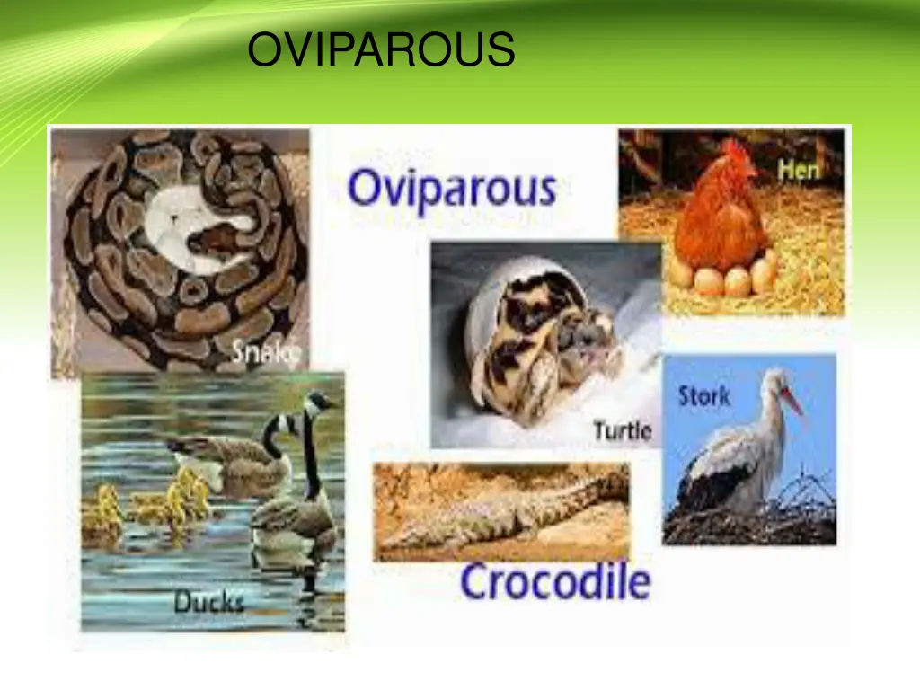 oviparous