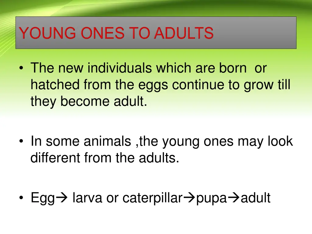 the new individuals which are born or hatched