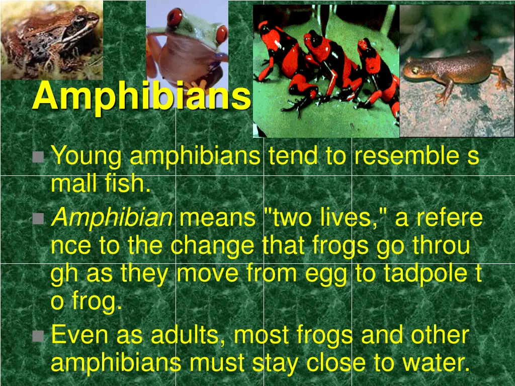 amphibians 1
