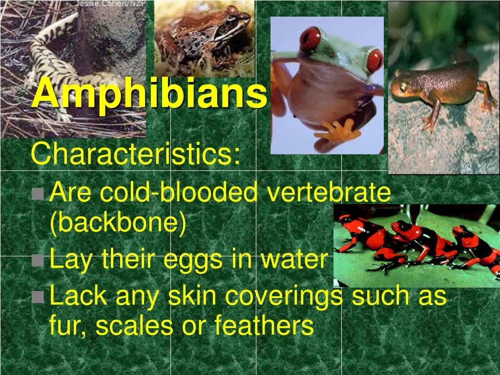 amphibians