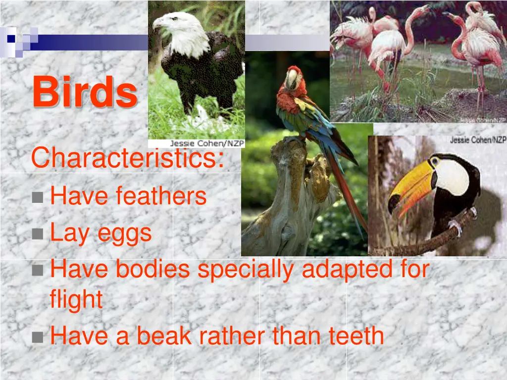 birds