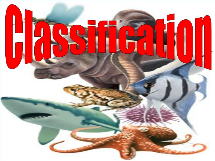 classification