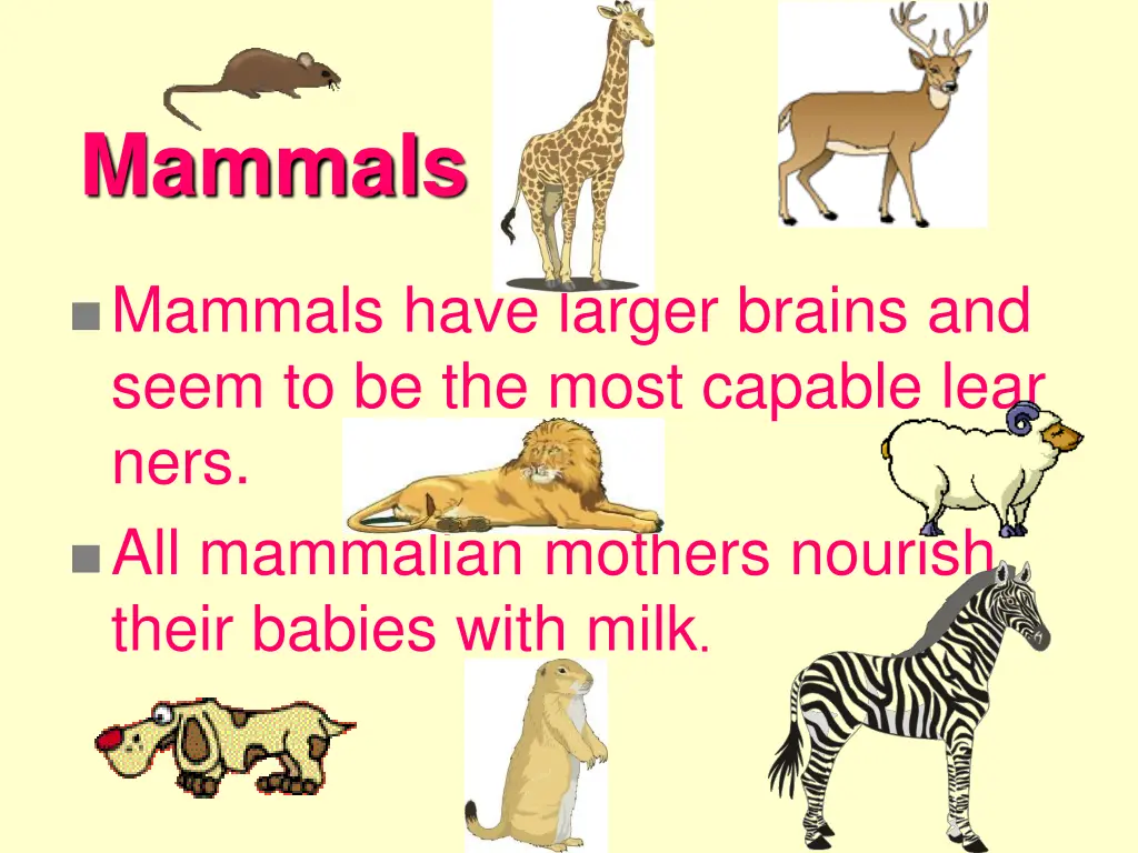 mammals 1