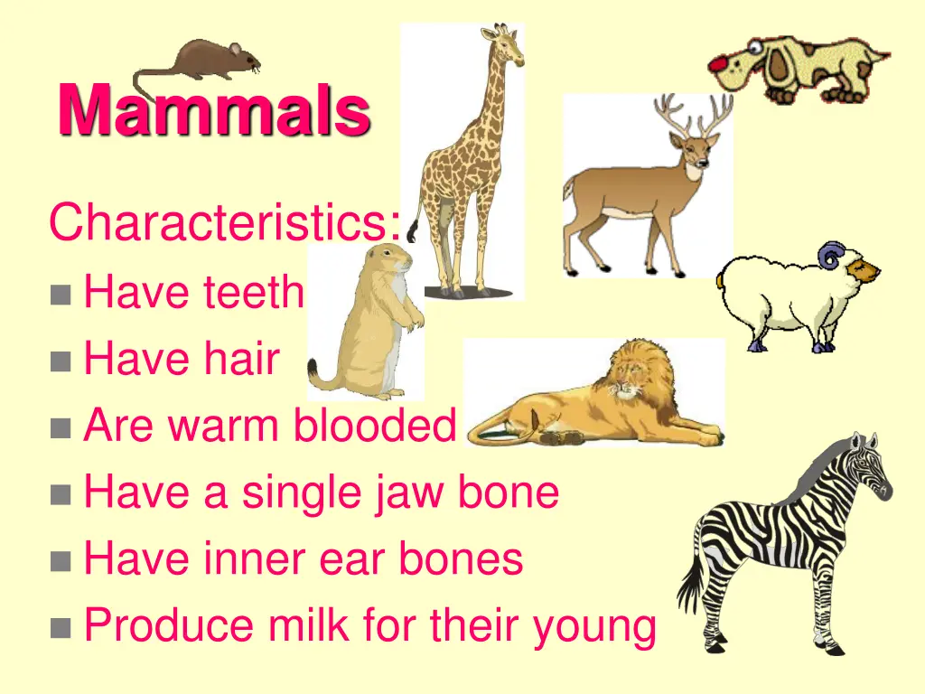 mammals