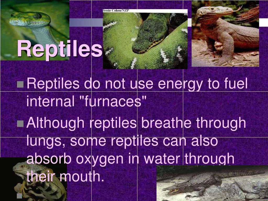 reptiles 1