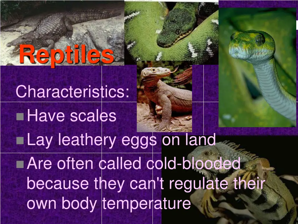 reptiles