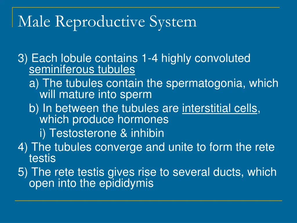male reproductive system 2