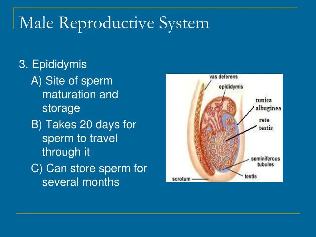 male reproductive system 3
