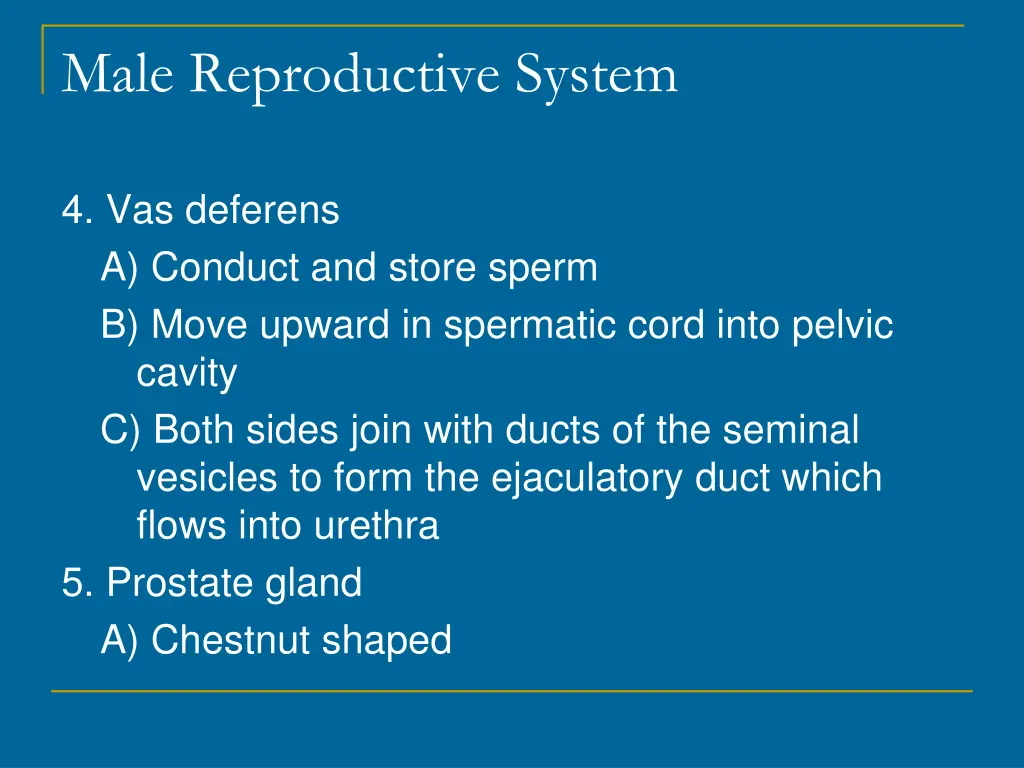 male reproductive system 4