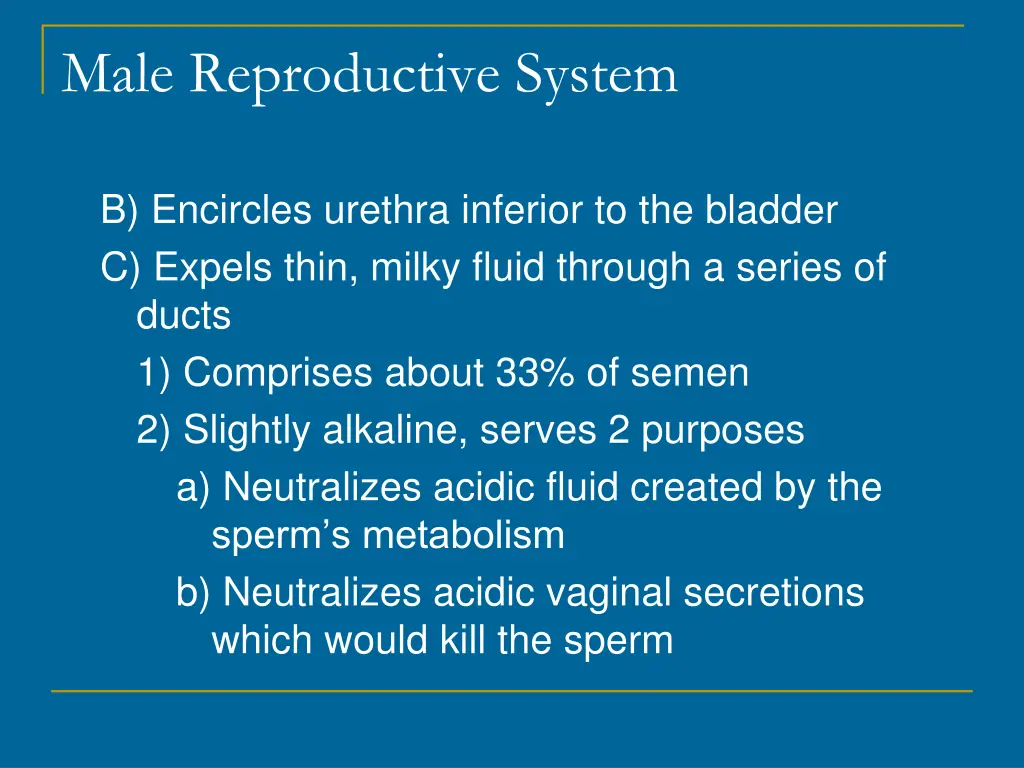 male reproductive system 5