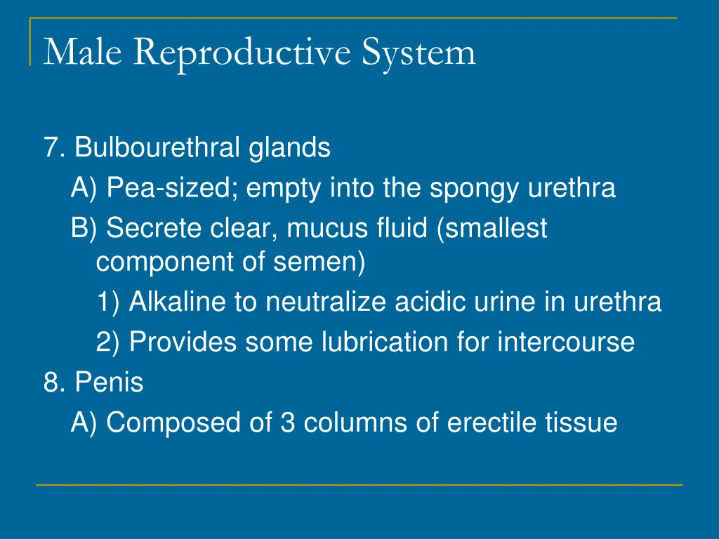 male reproductive system 7