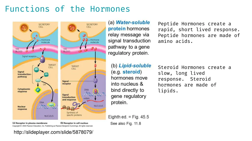 functions of the hormones 1