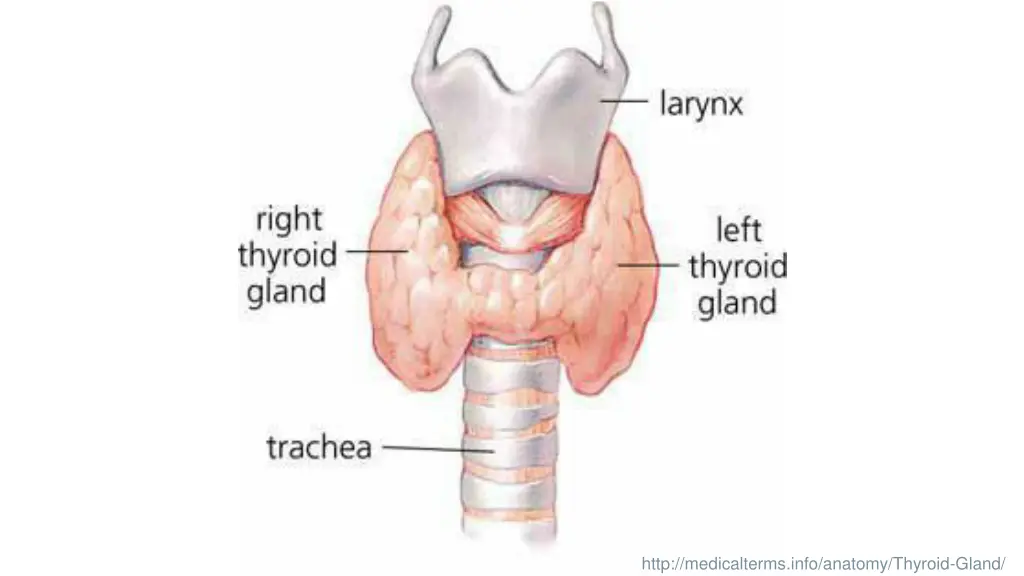 http medicalterms info anatomy thyroid gland