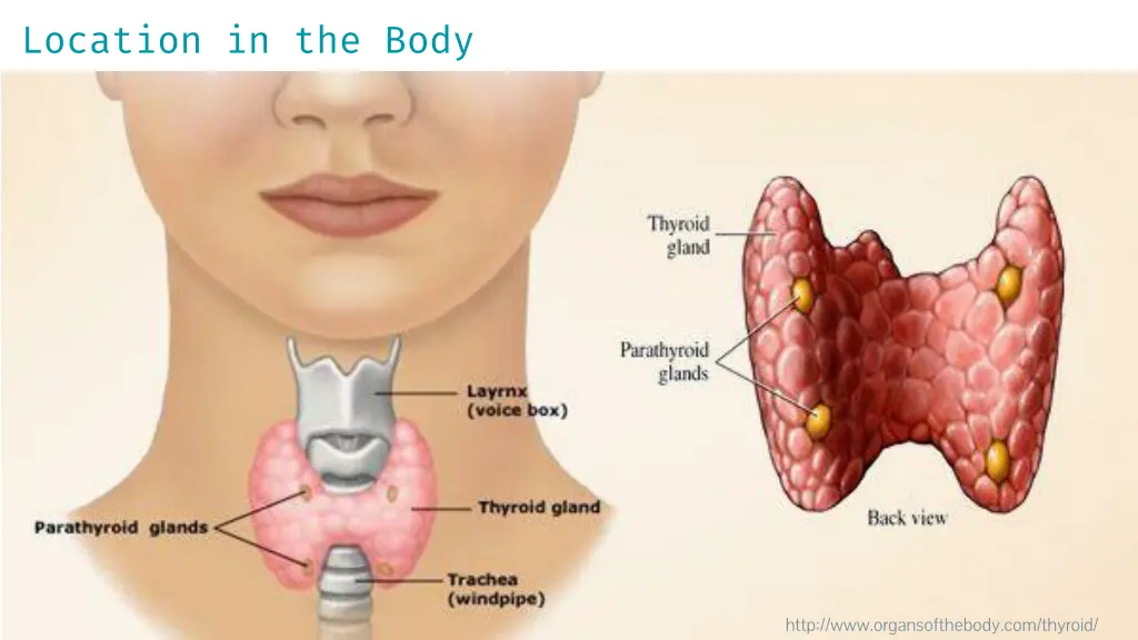 location in the body