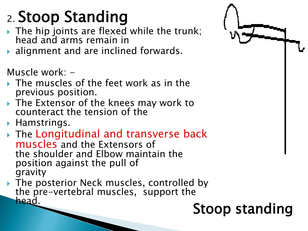 2 stoop standing the hip joints are flexed while