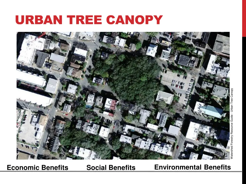 urban tree canopy