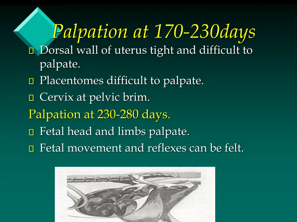palpation at 170 230days dorsal wall of uterus