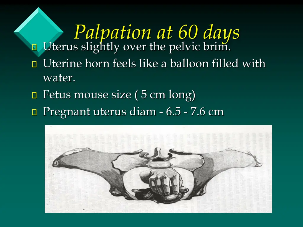palpation at 60 days uterus slightly over