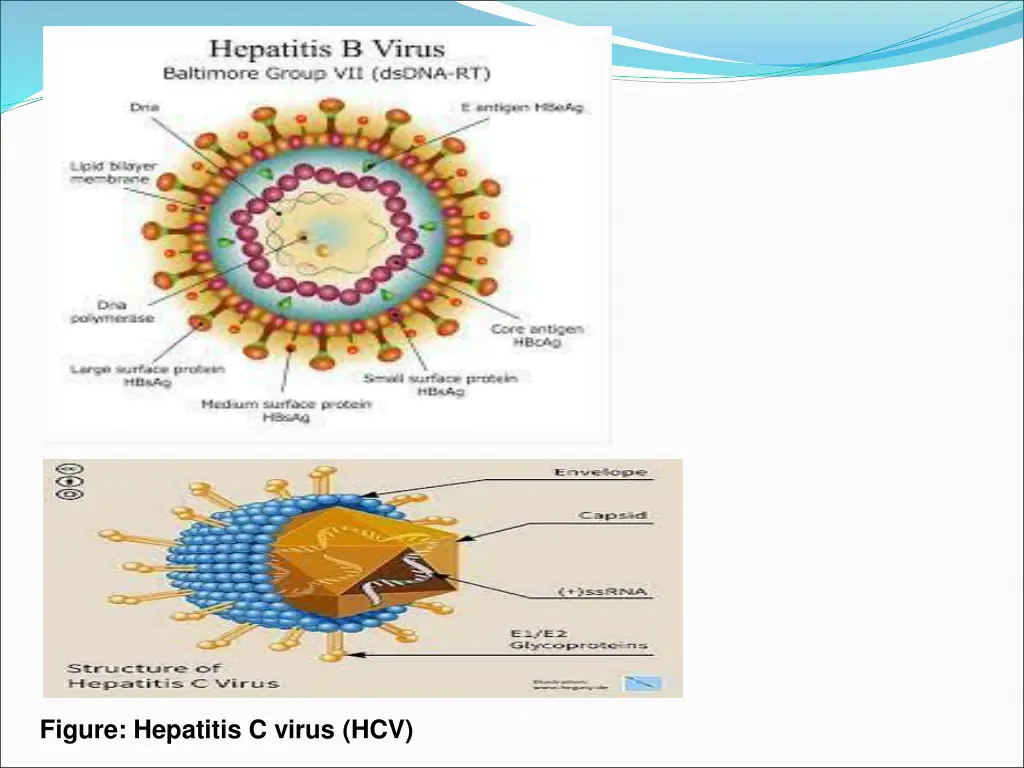 figure hepatitis c virus hcv