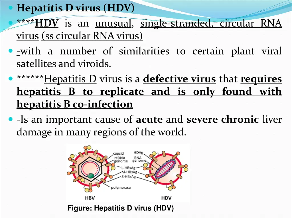 hepatitis d virus hdv hdv is an unusual single