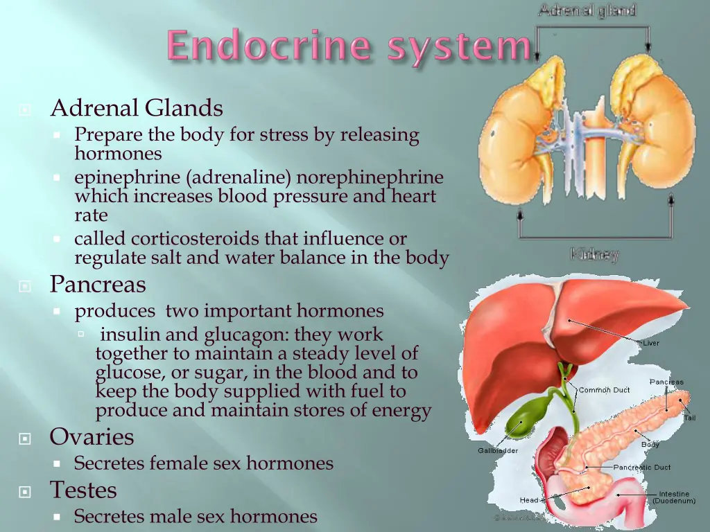 adrenal glands prepare the body for stress