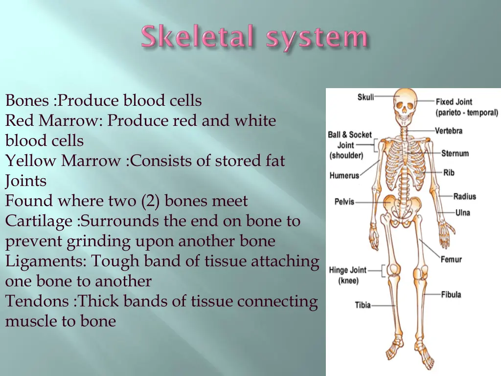 bones produce blood cells red marrow produce