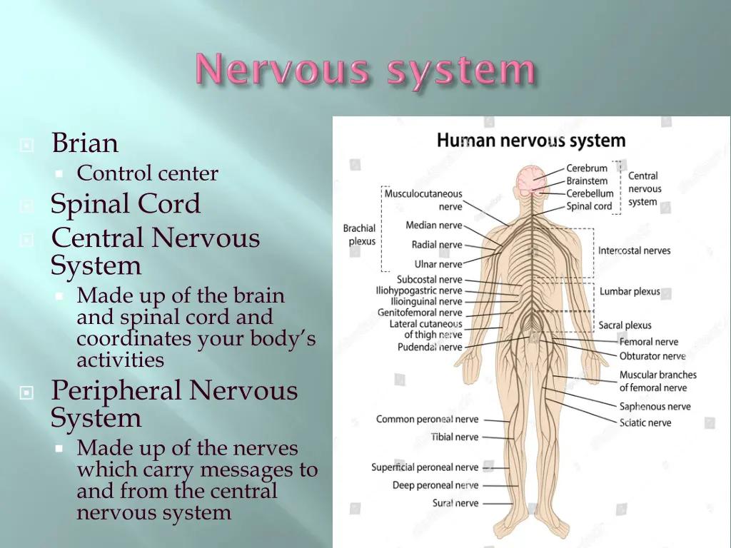 brian control center spinal cord central nervous