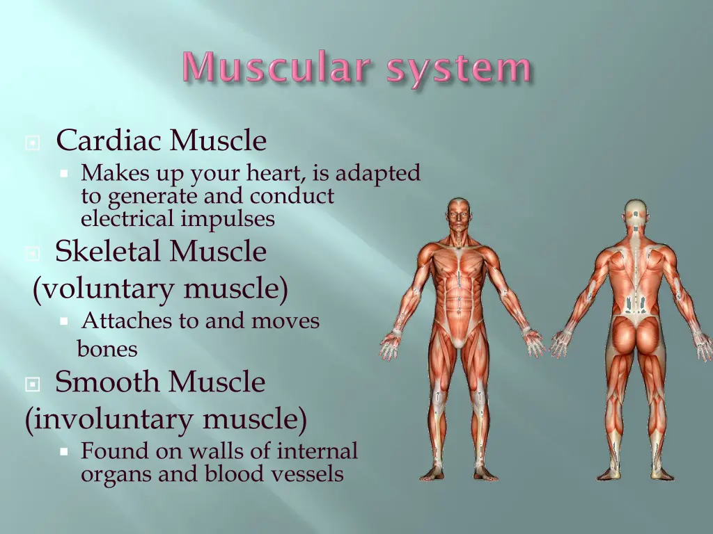 cardiac muscle makes up your heart is adapted