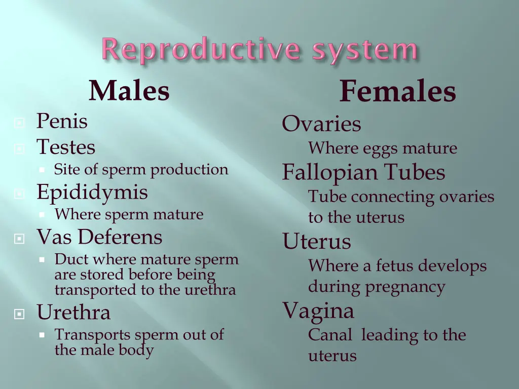 females ovaries where eggs mature fallopian tubes