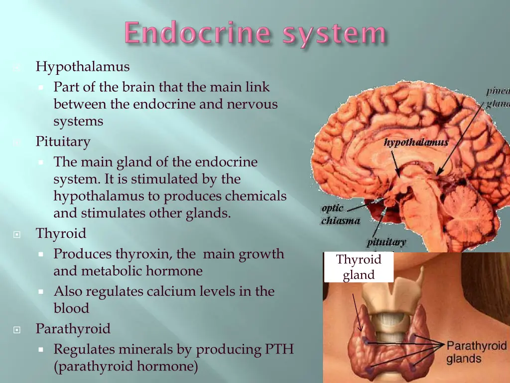 hypothalamus part of the brain that the main link