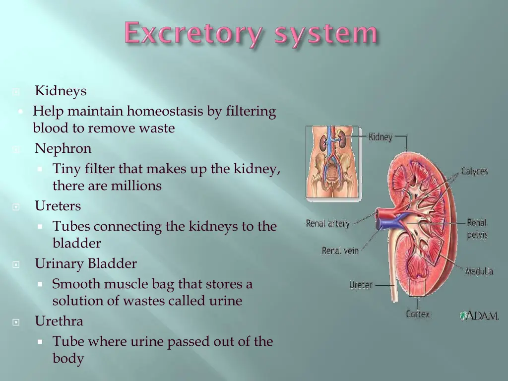 kidneys help maintain homeostasis by filtering