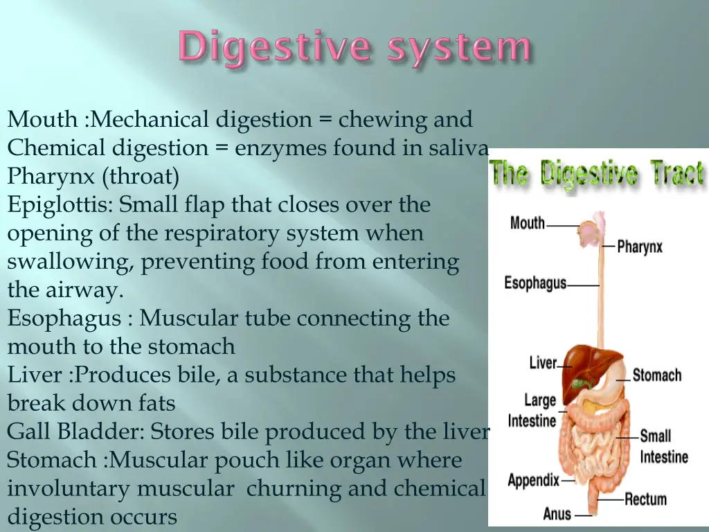 mouth mechanical digestion chewing and chemical