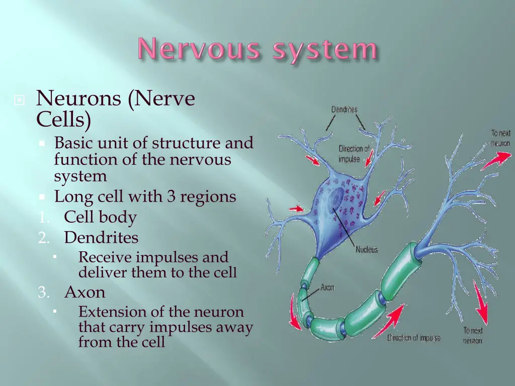 neurons nerve cells basic unit of structure
