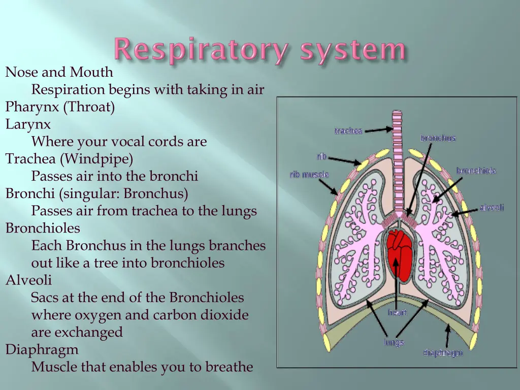 nose and mouth respiration begins with taking