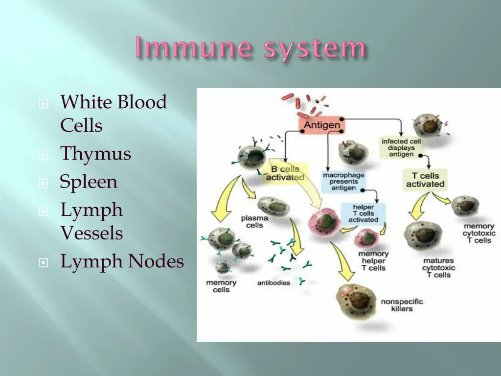 white blood cells thymus spleen lymph vessels