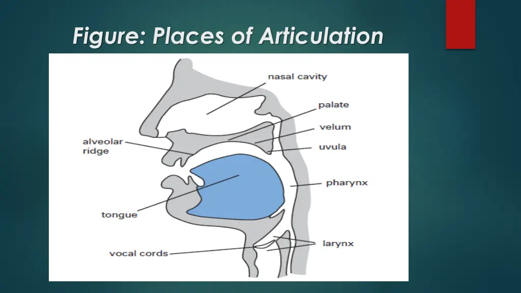 figure places of articulation