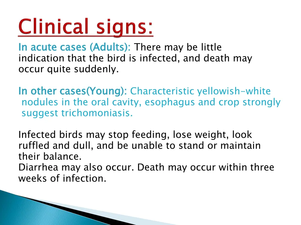 in acute cases adults indication that the bird