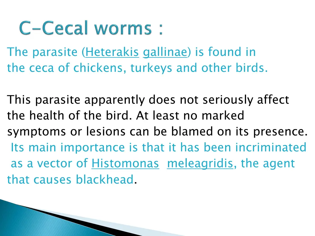 the parasite heterakis gallinae is found