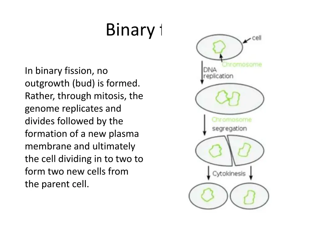 binary fission