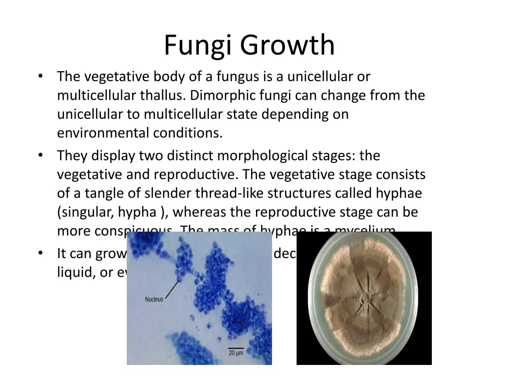 fungi growth